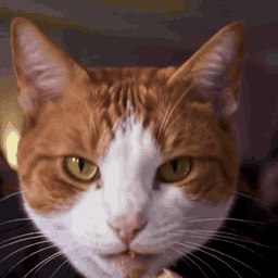 Mirada-preñadora-Sticker: quadratisches GIF mit dem Blick der KI-Katze