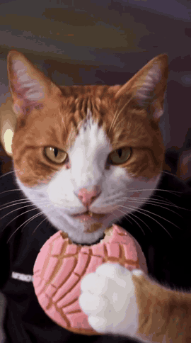 AI 猫咪跳舞 GIF:猫拿着 concha 盯着镜头
