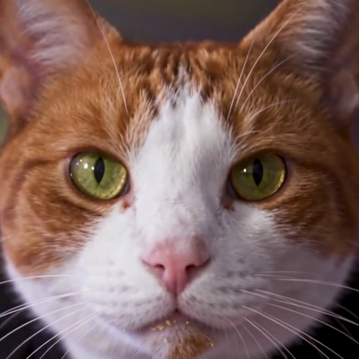 Mirada-preñadora-Standbild: KI-Katze, die in die Kamera starrt